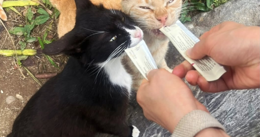 Kim Hee-ae shares her warm daily life with a cat she met by the Han River… Her elegant recent status remains unchanged.
